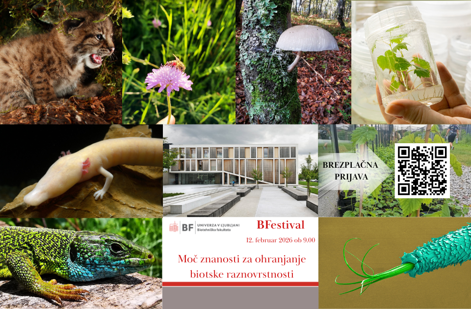 BFestival2026-PLAKAT