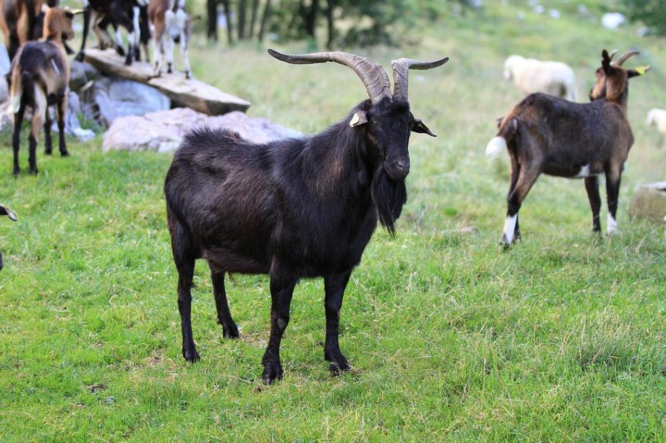 drezniska
