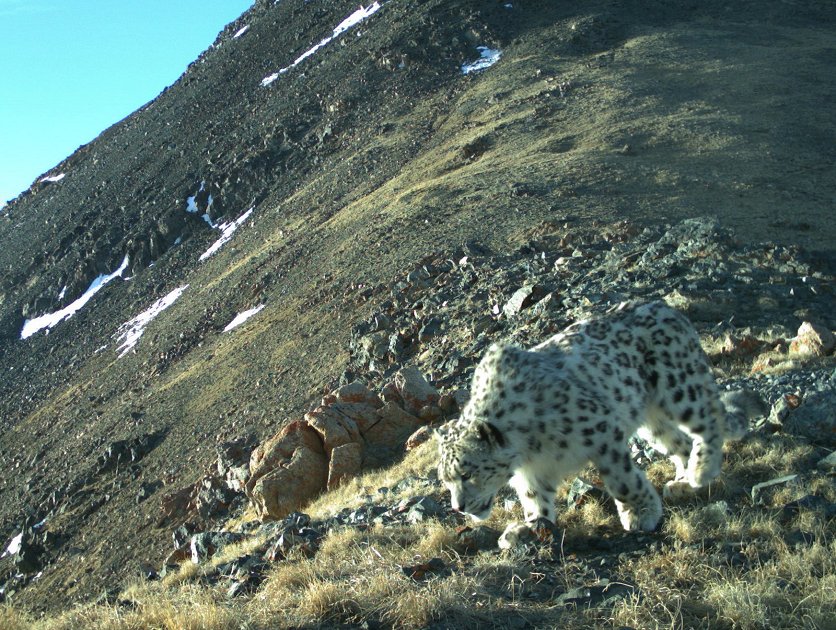 leopard1