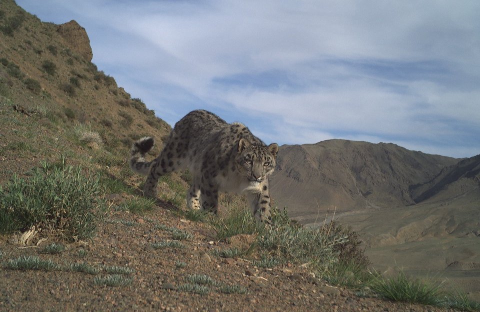 leopard2